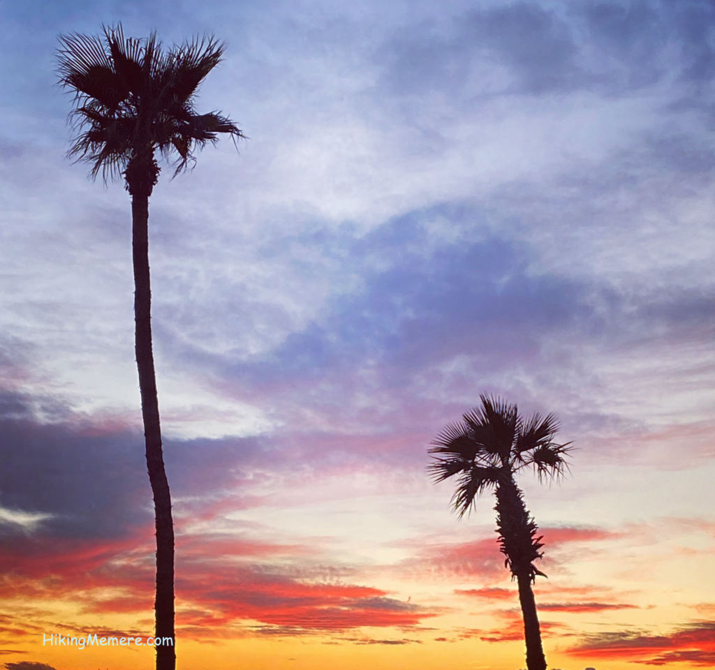 palm trees and sunset